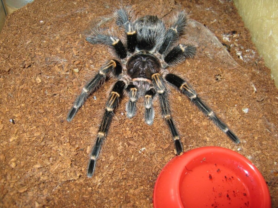 Grammostola pulchripes самка