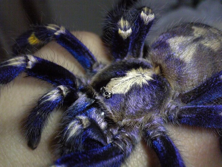 Brachypelma albopilosum l1