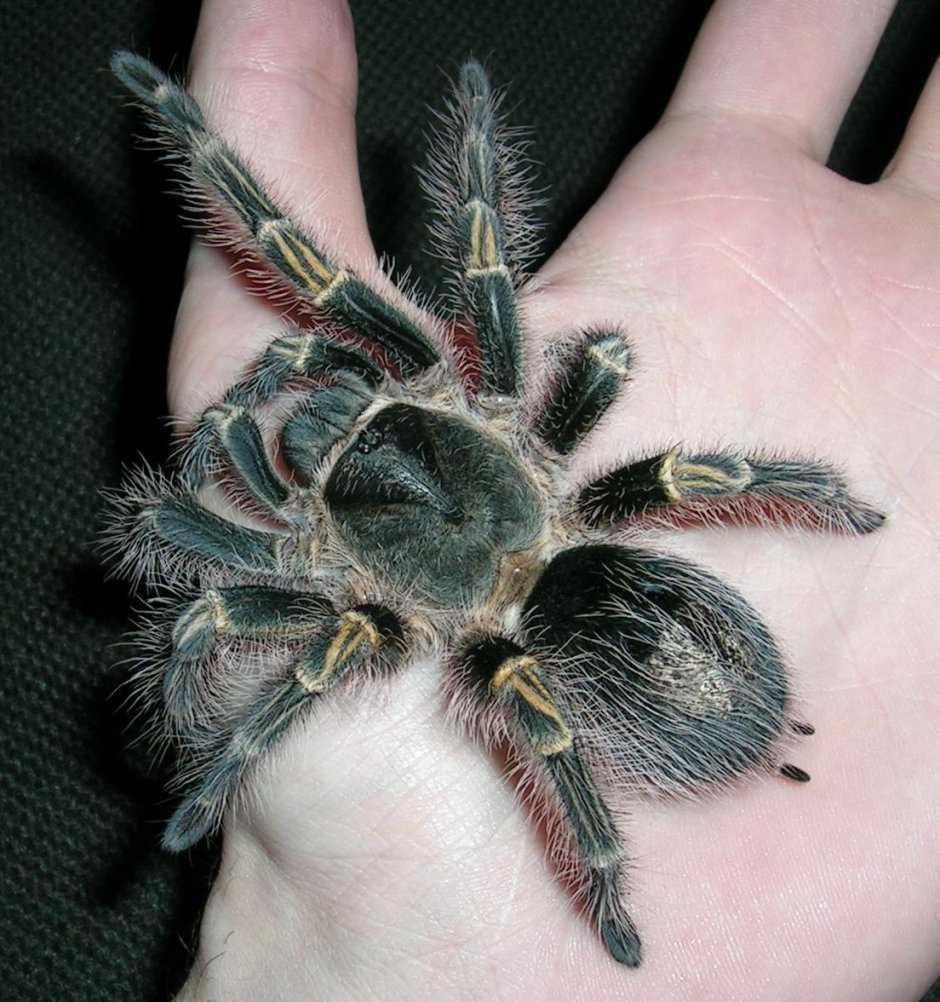 Паук-птицеед Grammostola pulchripes