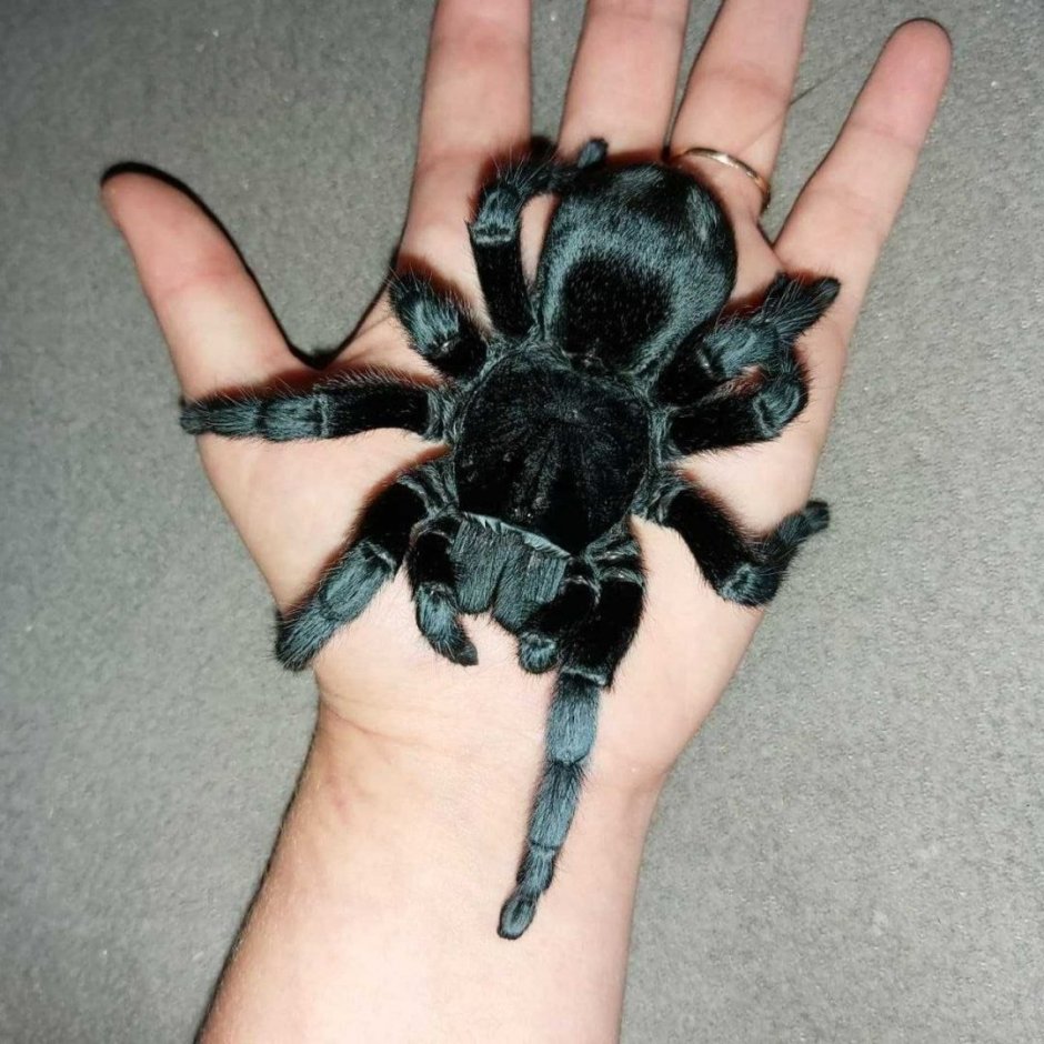 Паук птицеед Poecilotheria Metallica