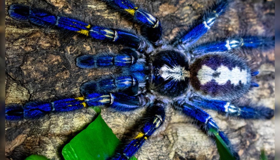 Паук птицеед Avicularia versicolor