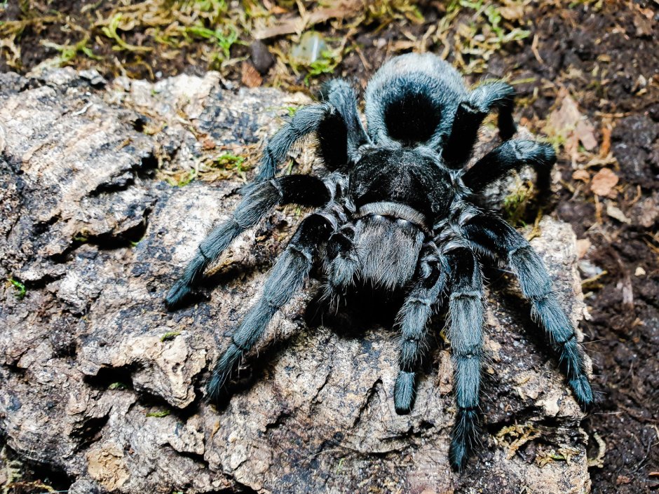 Паук Grammostola pulchra