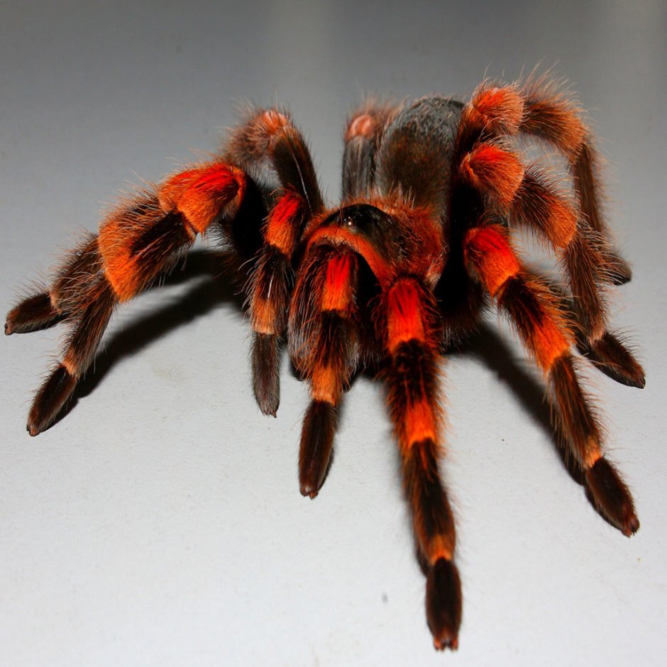 Паук птицеед Poecilotheria Metallica