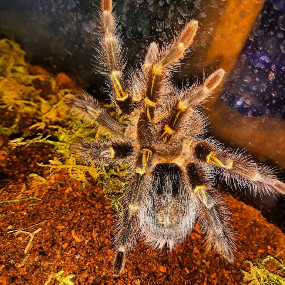 Паук Grammostola pulchripes