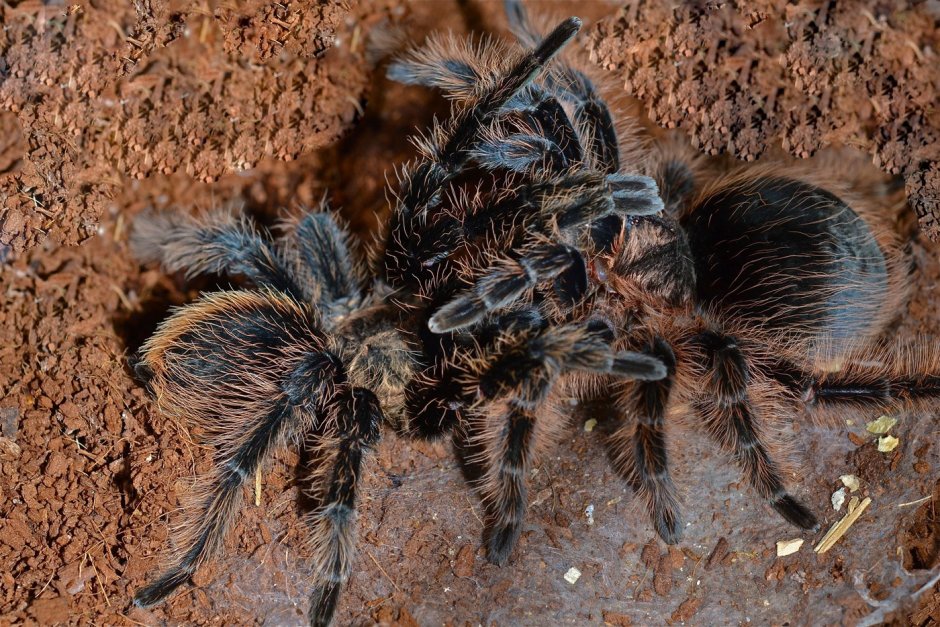 Паук птицеед Poecilotheria Metallica