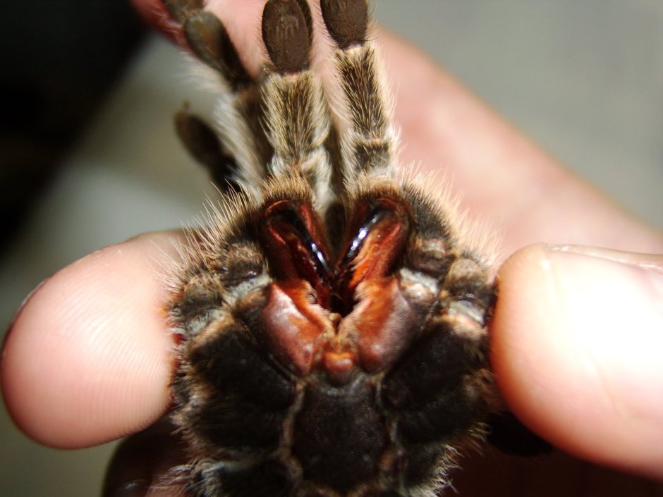 Чилийский розовый птицеед Grammostola rosea