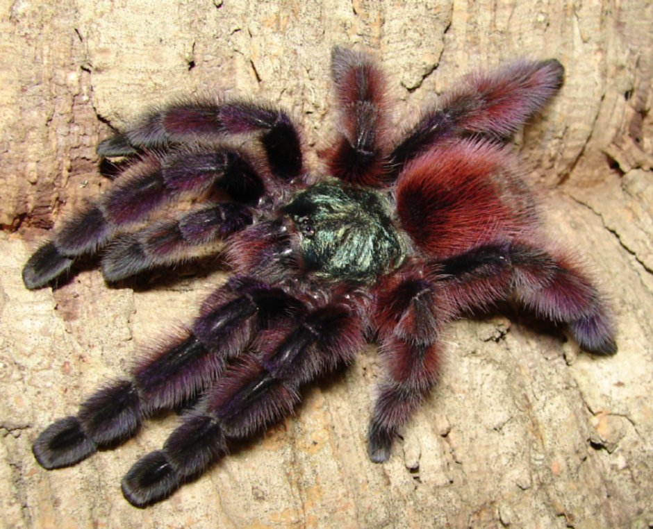 Паук птицеед Avicularia versicolor
