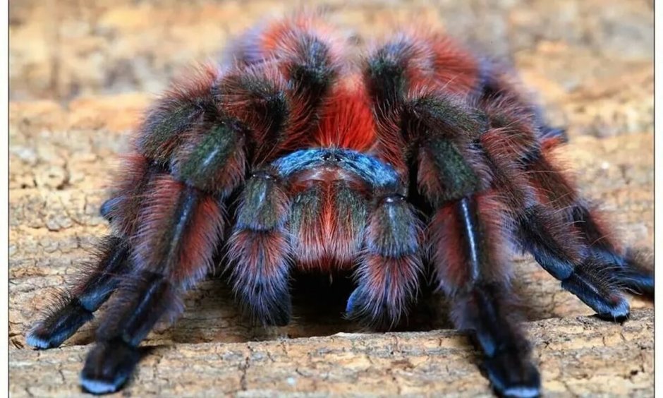 Тарантулы Xenesthis immanis