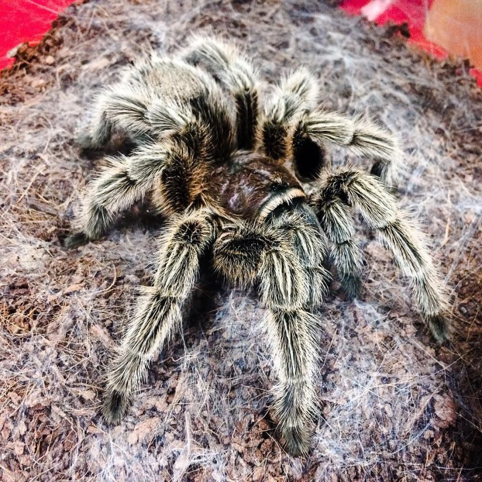 Паук птицеед Poecilotheria Metallica
