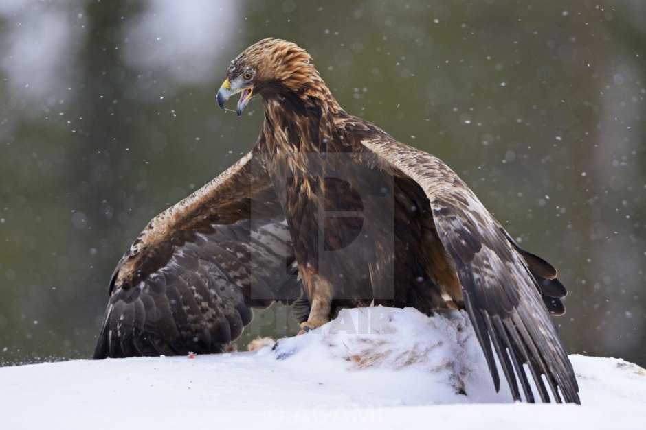 Беркут Aquila chrysaetos (Linnaeus, 1758)