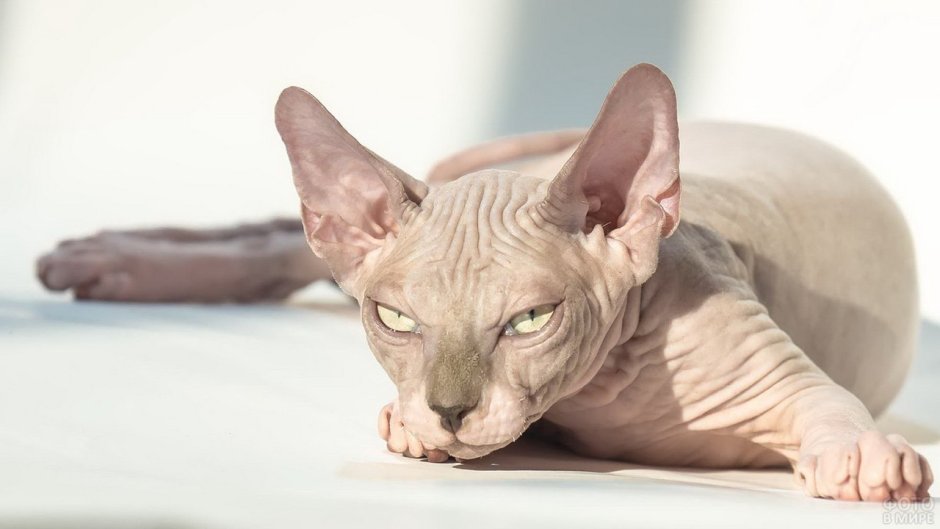 Кот сфинкс