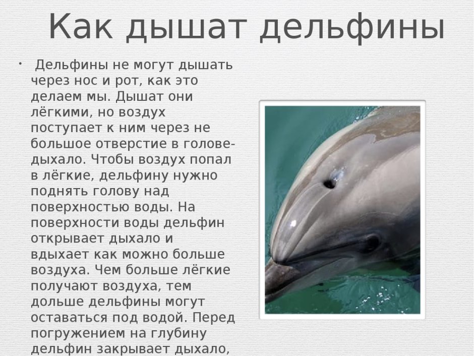 Дельфин дышит