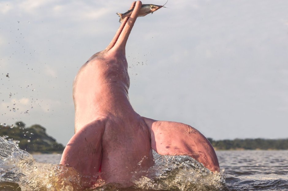 Морж Дельфин морской Лев Касатка