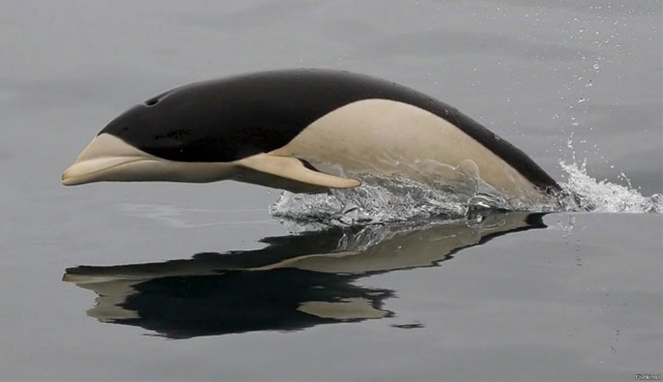 Малая косатка Pseudorca crassidens