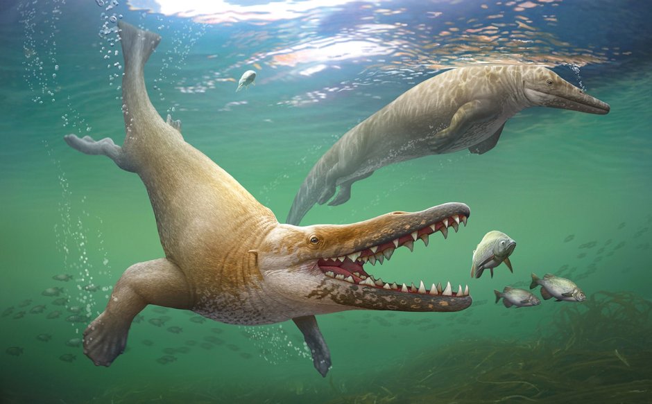 Georgiacetus vogtlensis