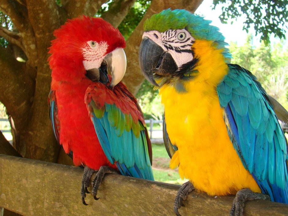 Птицы Бразилии