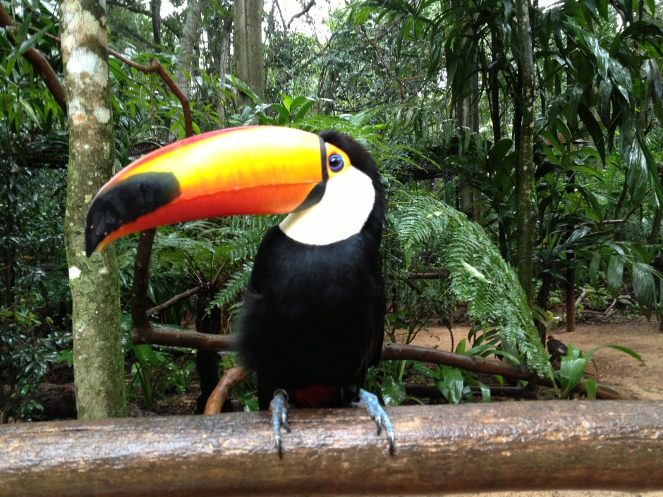 Национальный парк Игуасу фауна