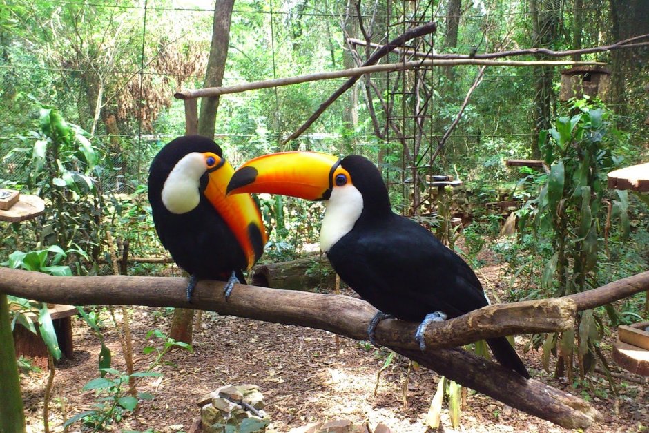 Национальный парк Игуасу фауна