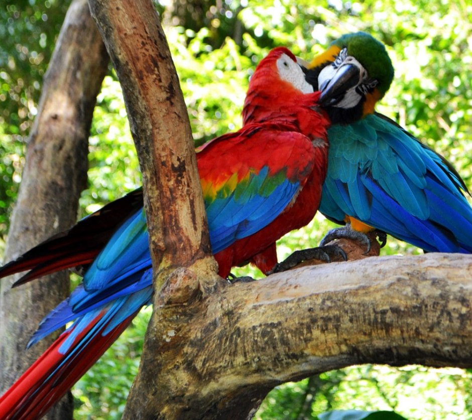 Парк Игуасу Аргентина птицы