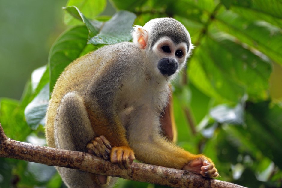 Сельва мирикина обезьяна