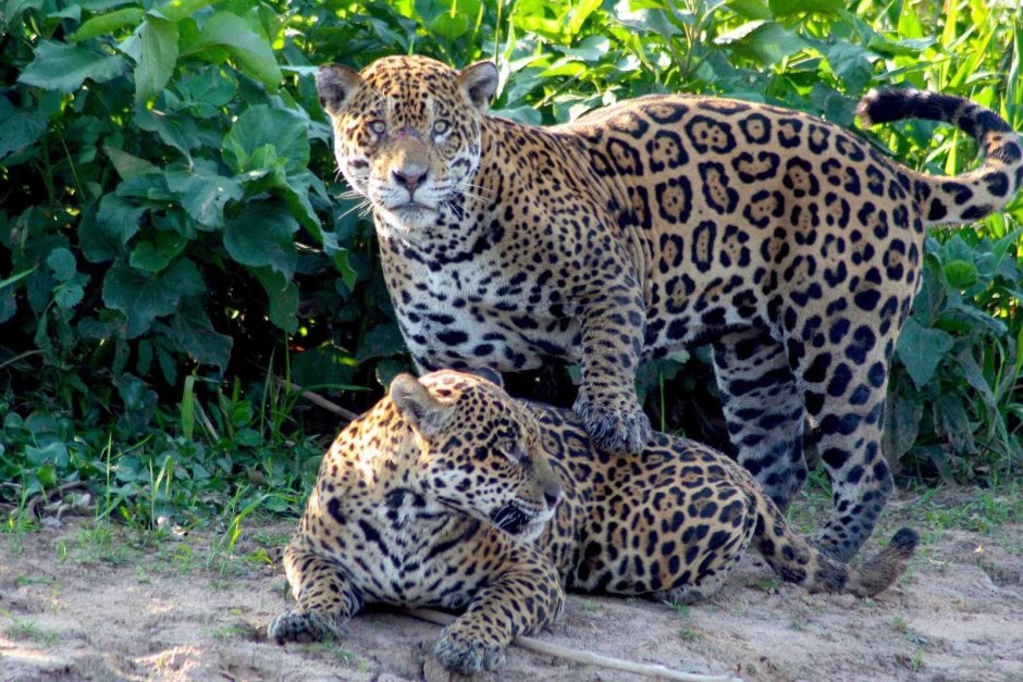 Бразилия животные Бразилии