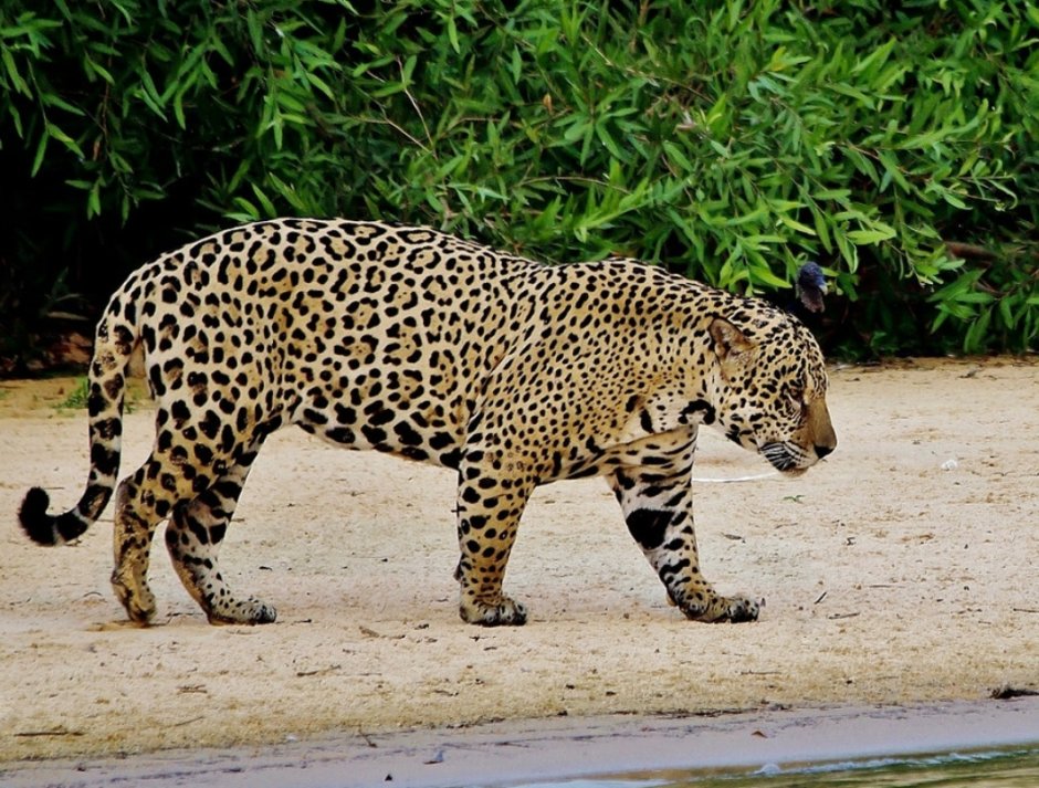 Латинская Америка Ягуар