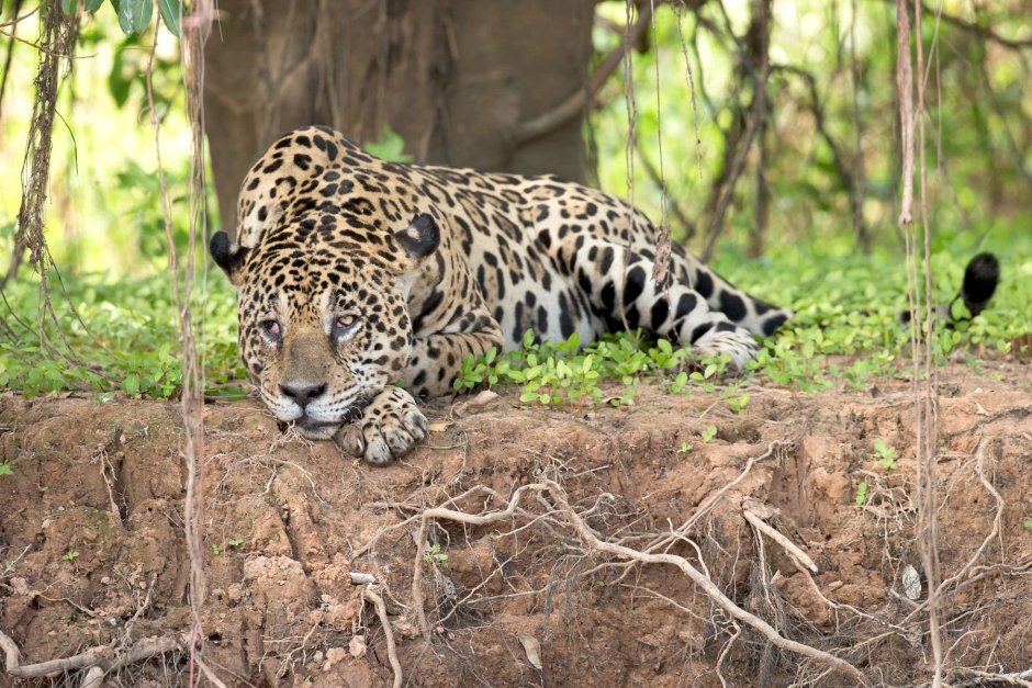 Животный мир Бразилии