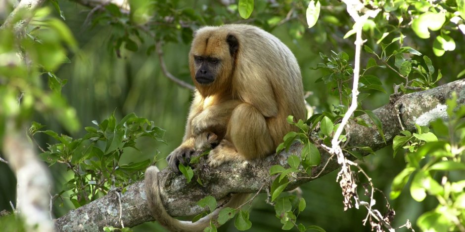 Бразильские животные в дикой природе