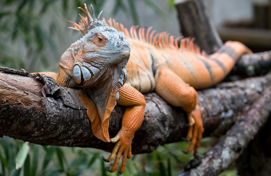 Игуаны в Венесуэле