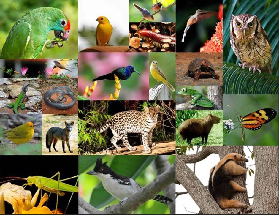 Растительный и животный мир Бразилии