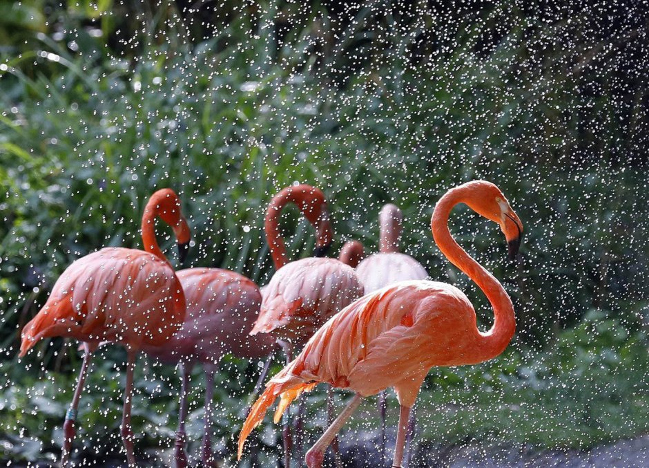 Венесуэла Фламинго