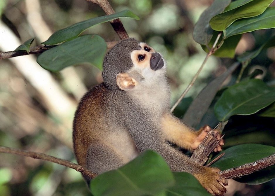 Сельва саймири