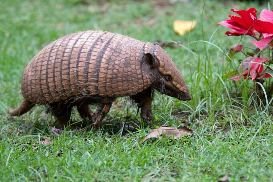 Редкие животные Бразилии