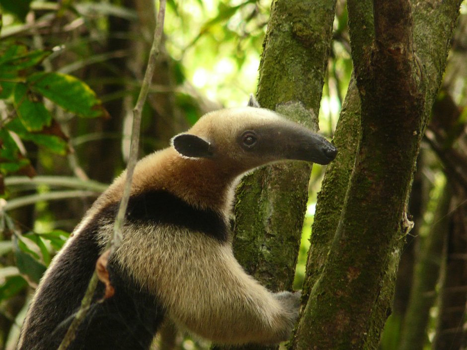 Растительный и животный мир