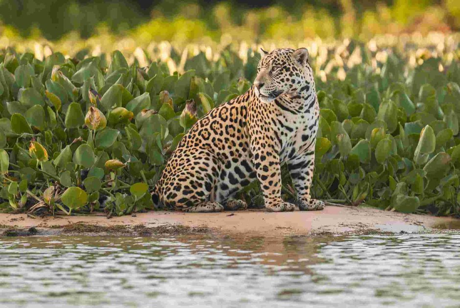 Пантанал Ягуар