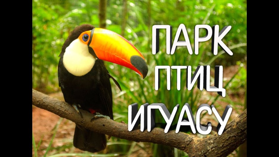 Животные Бразилии коллаж