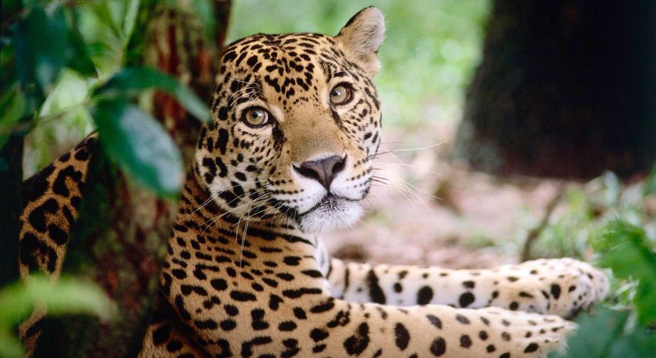 Животные Бразилии