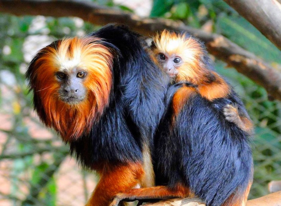 Львиные игрунки