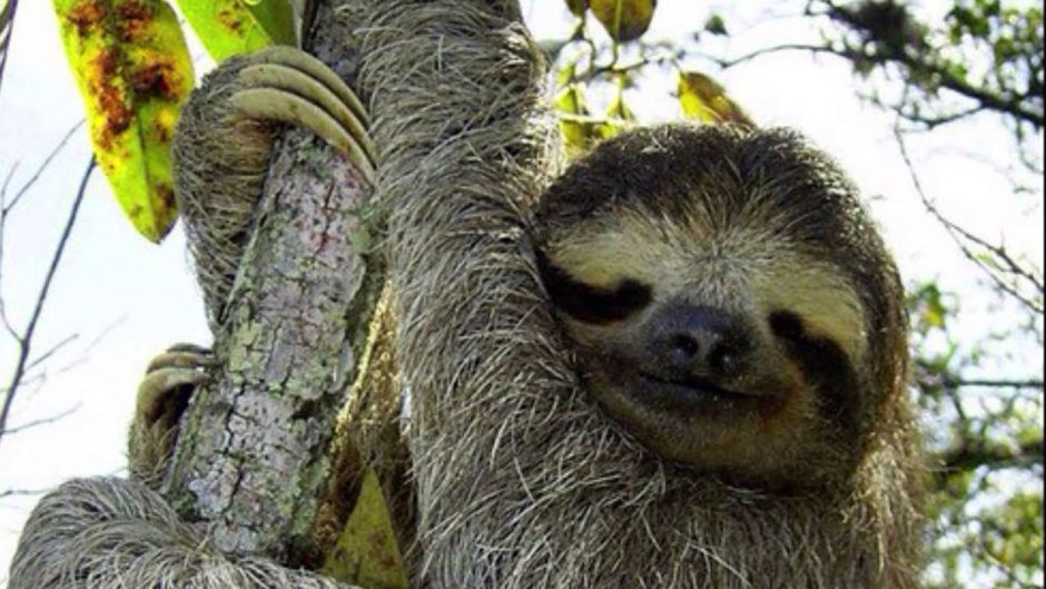 Коллаж из животных