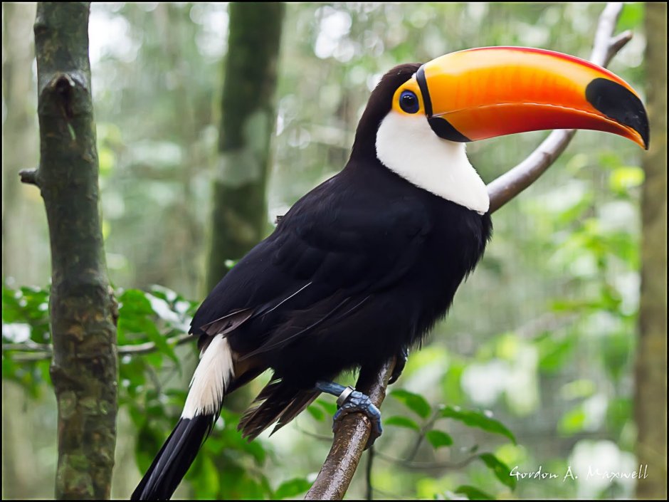 Тукан обезьяны Бразилия