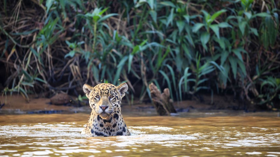 Пантанал Ягуар