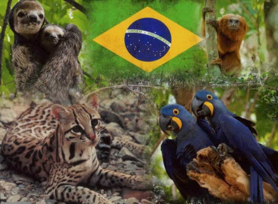 Фауна Бразилии