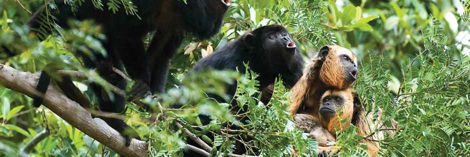 Дикая природа Бразилии