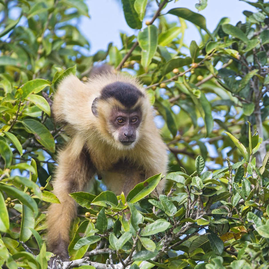 Бразилия животные Бразилии