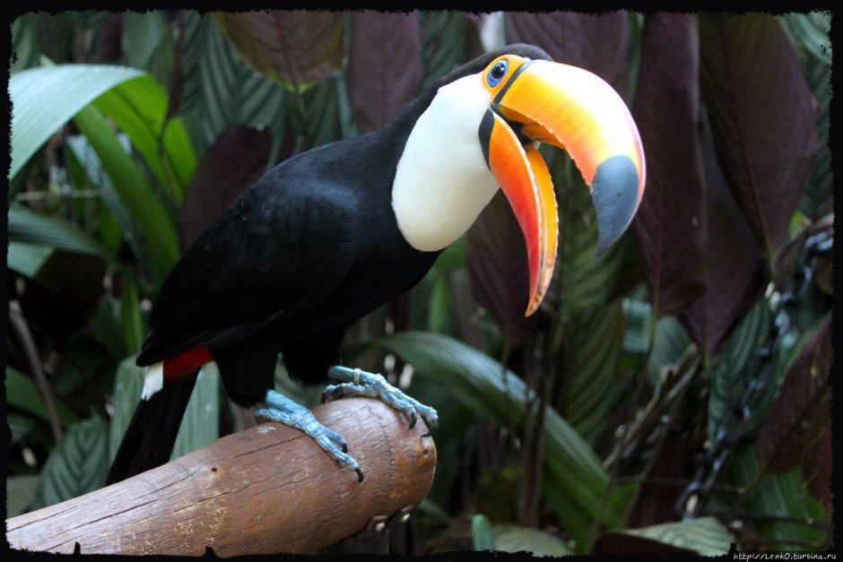 Амазония Бразилия фауна