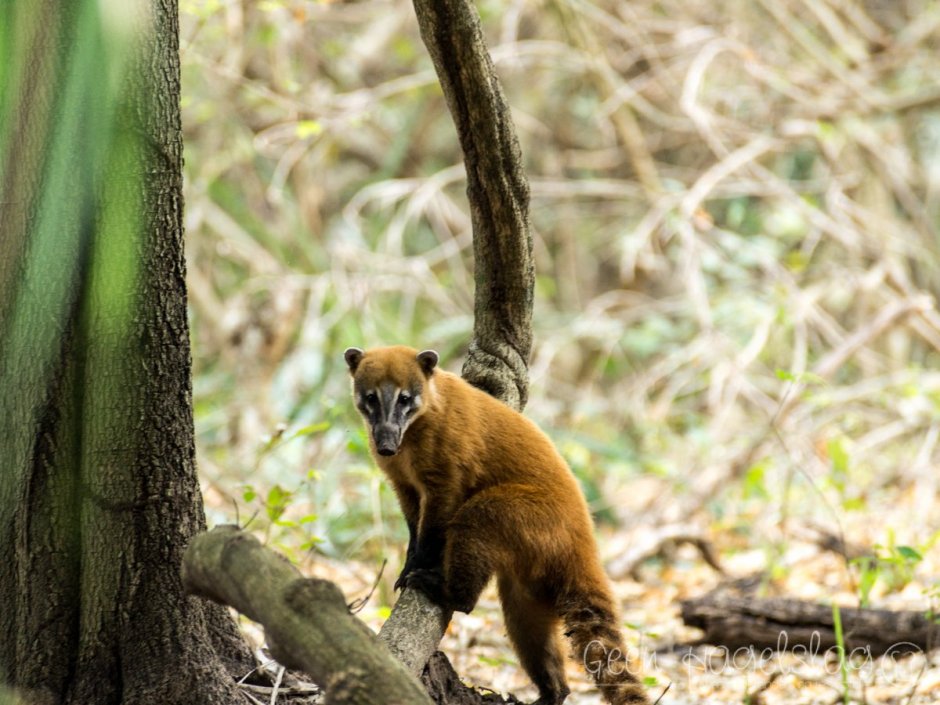 Пантанал гигантский муравьед