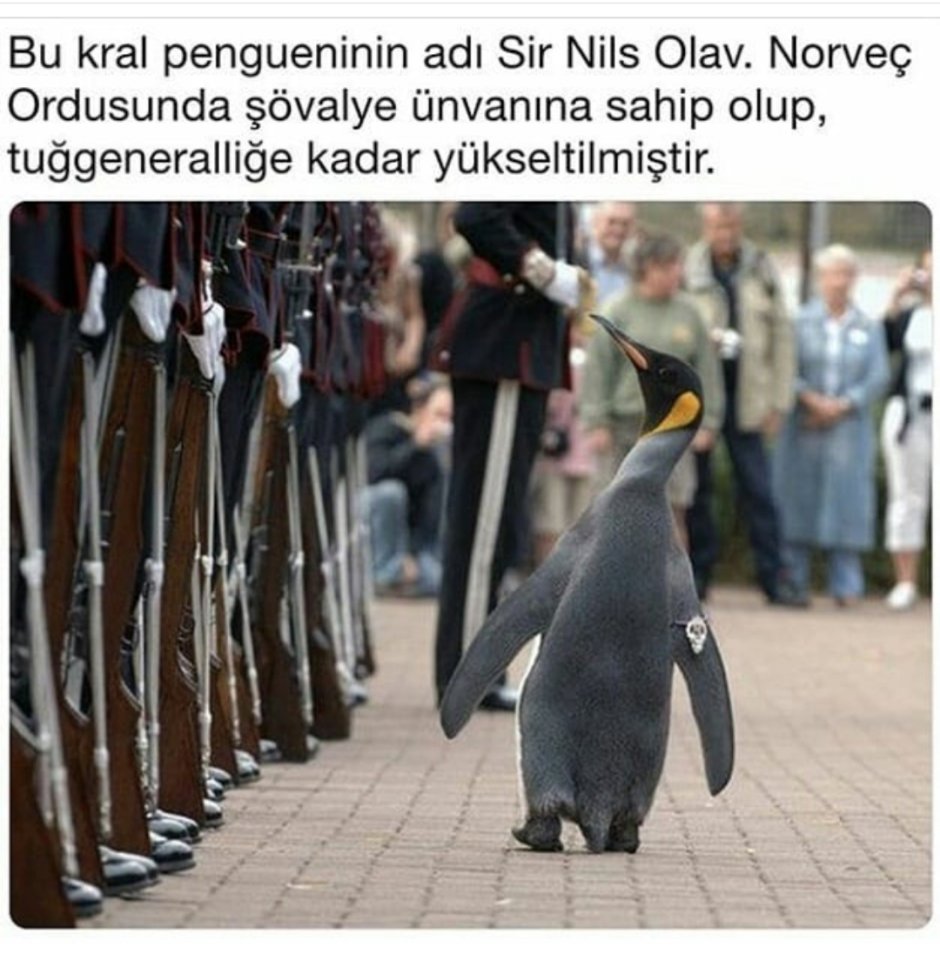 Пингвин Нильс Улаф в Норвегии