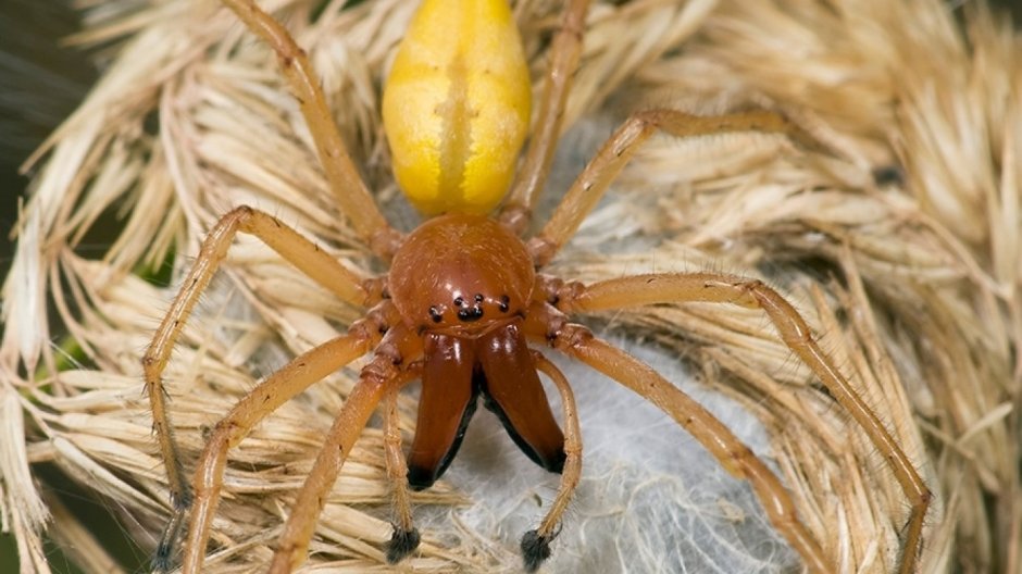 Паук Cheiracanthium punctorium