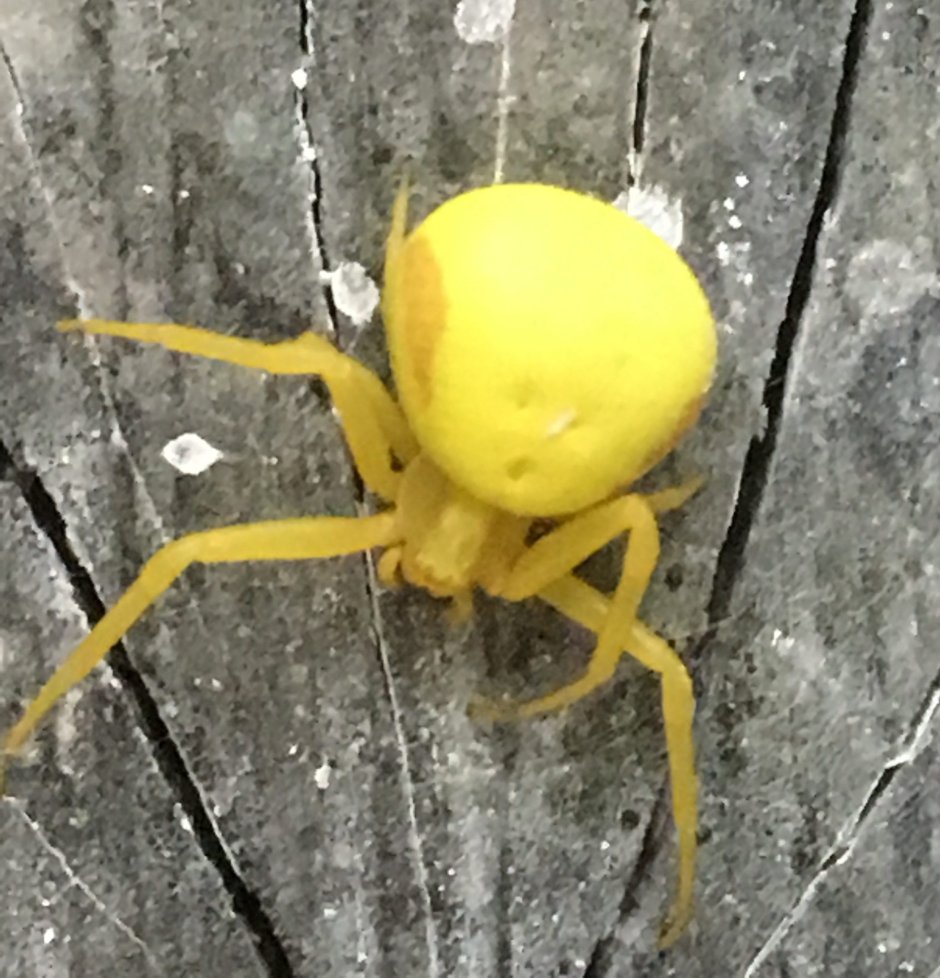 Паук бокоход желтый ядовитый