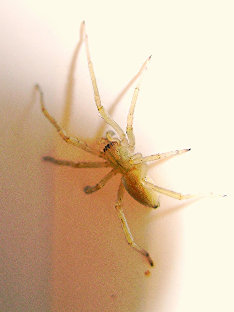 Светлый паук